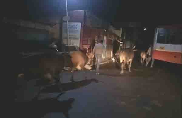 ದಾಖಲೆಗಳಿಲ್ಲದೆ ಗೋವುಗಳ ಸಾಗಾಟ, ಪೊಲೀಸ್ ಮುಟ್ಟುಗೋಲು